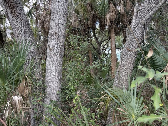 Gray trunks of live oaks standing in saw palmetto under the hammock canopy