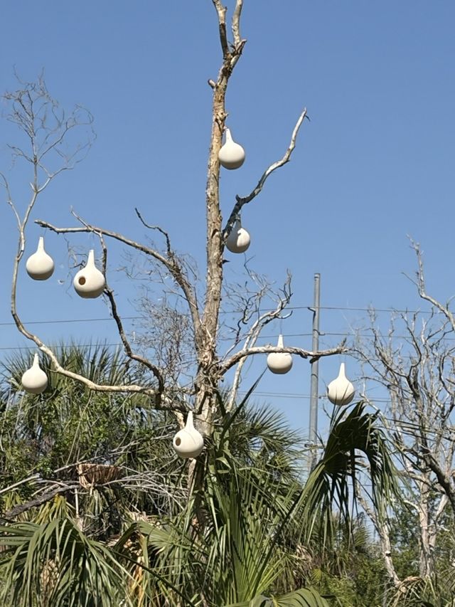 Gourd-style purple martin houses hanging from a bare tree