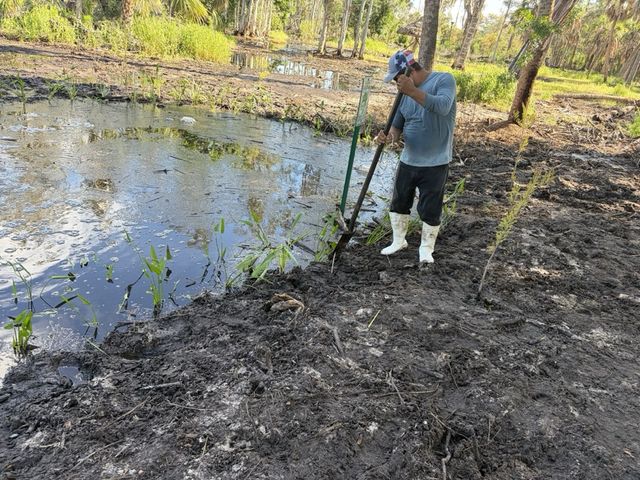 A crew member planting new aquatic plants along a muddy pond bank